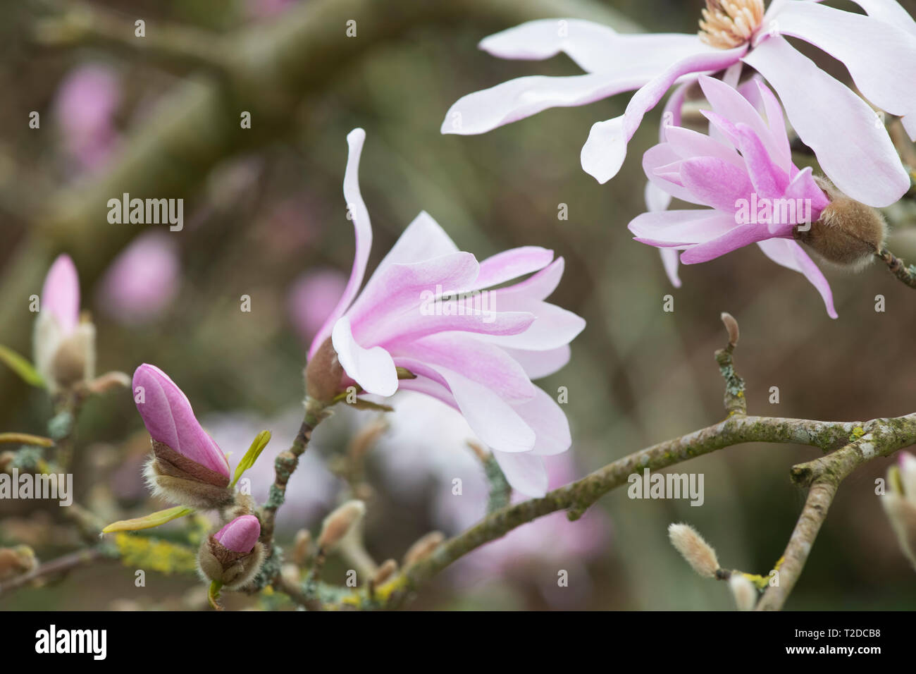 Magnolia x loebneri 'leonard messel' floraison des arbres au printemps. UK Banque D'Images