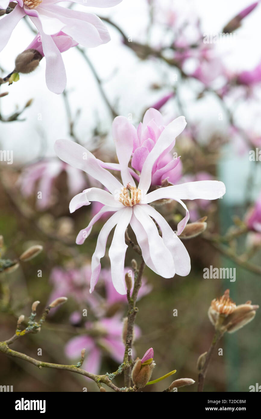 Magnolia x loebneri 'leonard messel' floraison des arbres au printemps. UK Banque D'Images