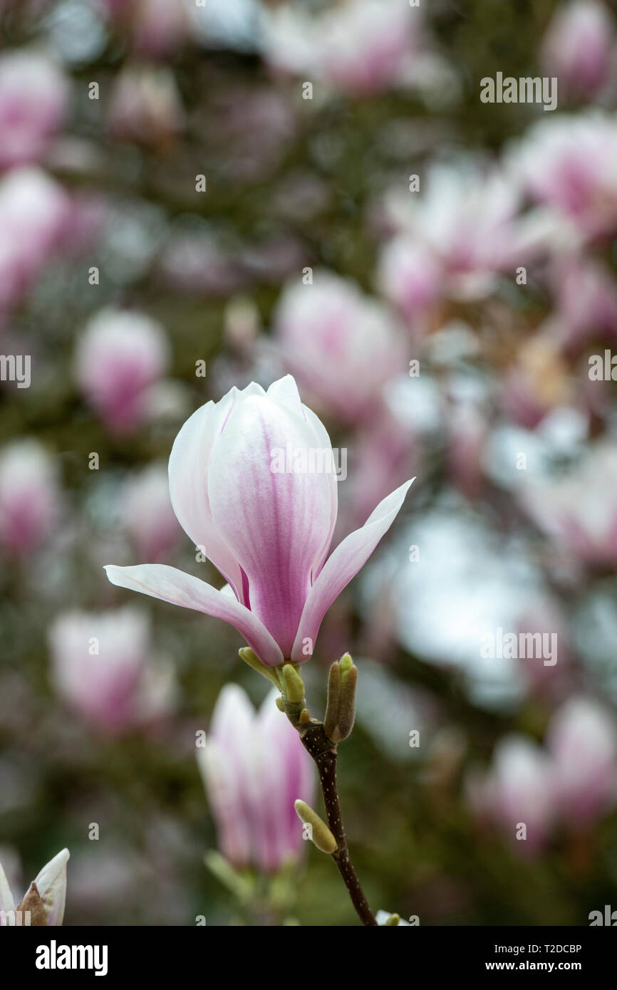 Arbre Magnolia x soulangeana floraison au printemps. UK Banque D'Images