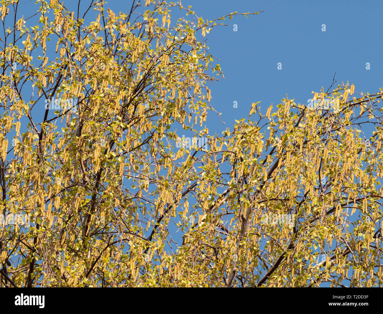 Le bouleau verruqueux (Betula pendula) contre le ciel bleu au soleil de printemps. Banque D'Images