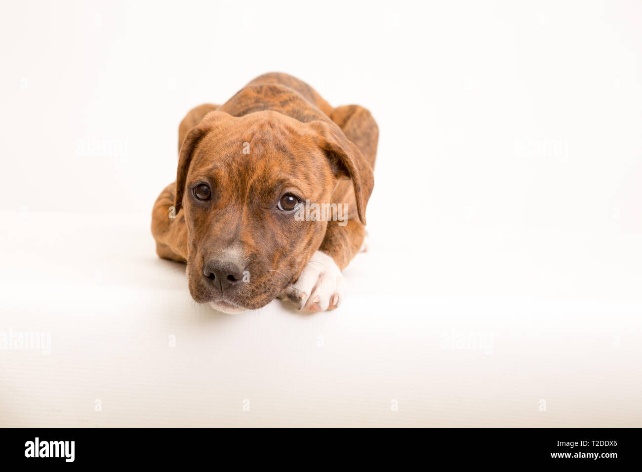 Young mixed breed puppy isolé sur blanc en studio Banque D'Images