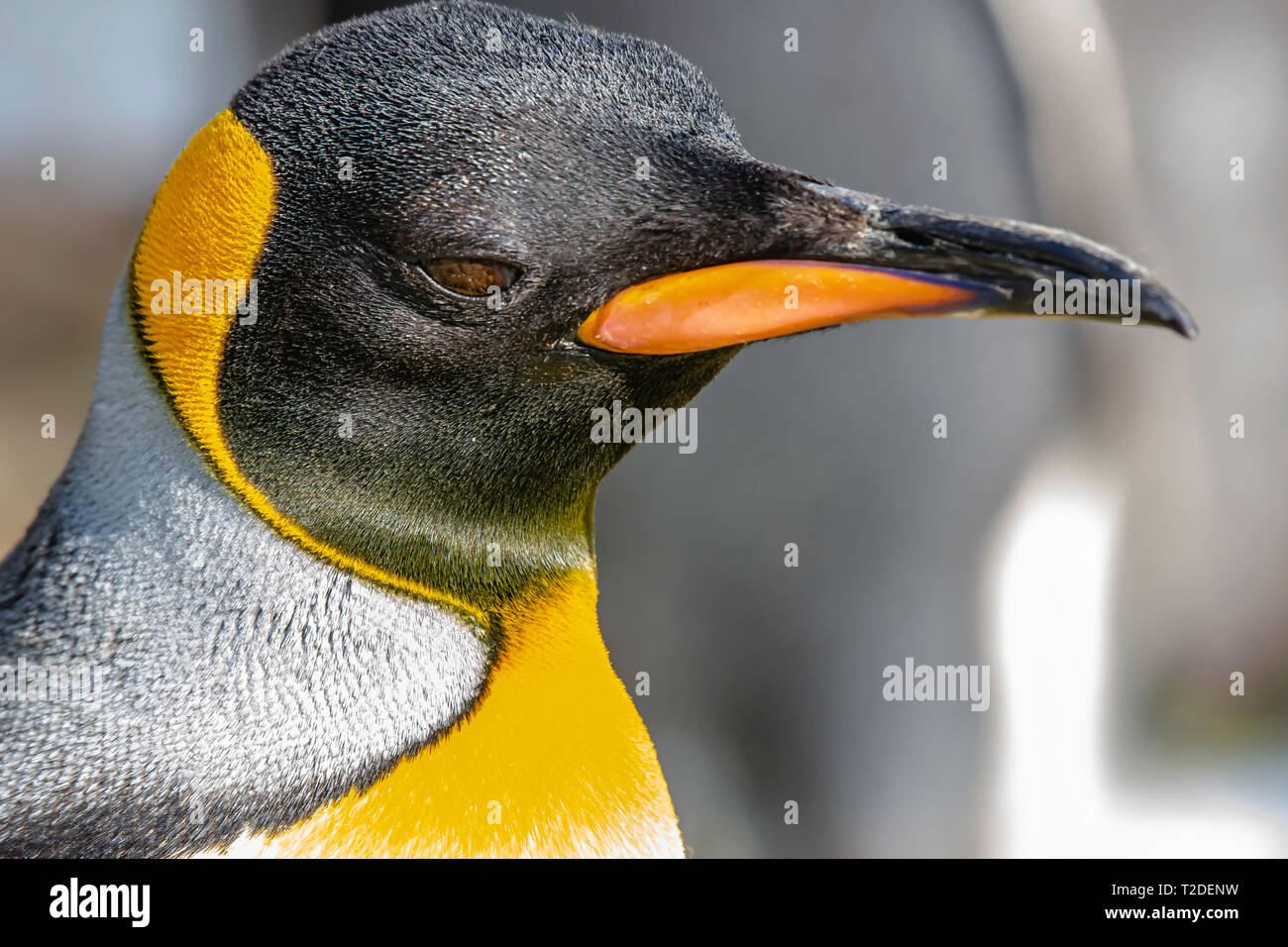 King penguin.Close up, portrait de profil droit, majestueux, coloré de grands oiseaux coureurs.La photographie d'espèces sauvages.Tête d'Animal seulement.arrière-plan flou. Banque D'Images