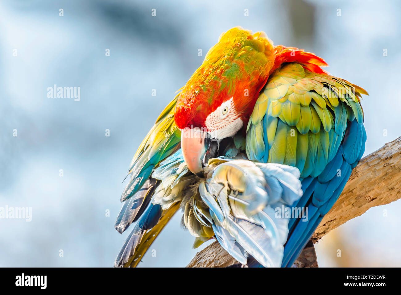 Scarlet macaw parrot perching on branch et le nettoyage de ses plumes.Troubles de ciel bleu en arrière-plan.beau, grand et d'oiseaux tropicaux colorés.la faune. Banque D'Images