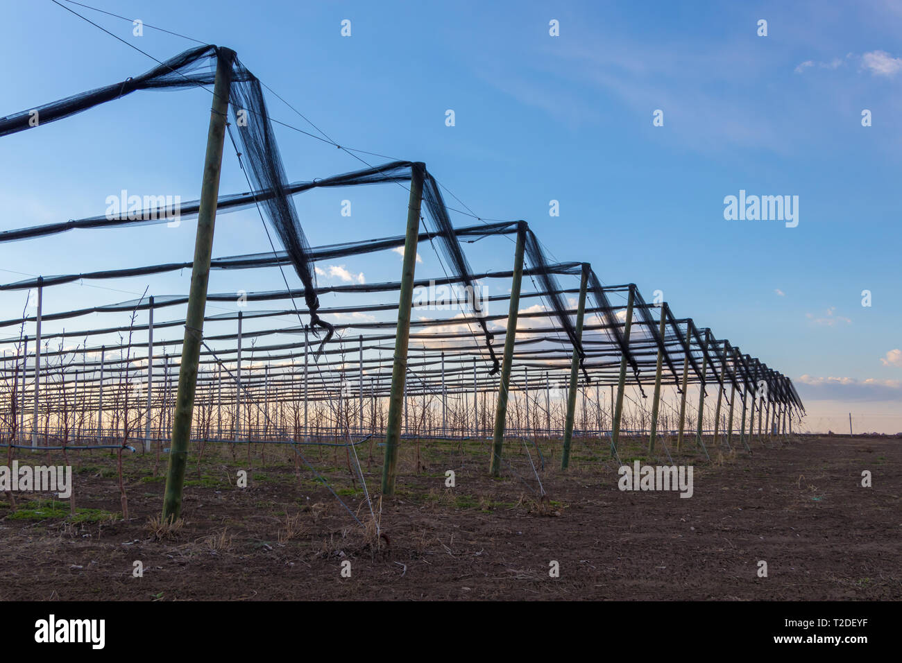 Filet anti-grêle pour apple tree plantation avec pommiers Golden Delicious Banque D'Images