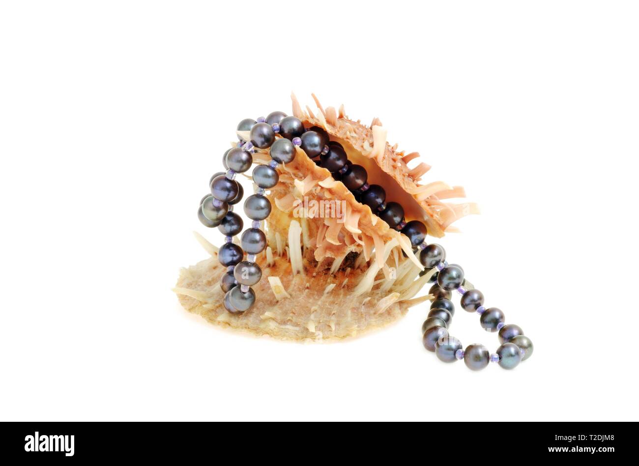 Les coquillages avec collier de perles noires, sur fond blanc Banque D'Images