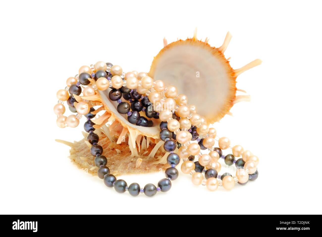 Les coquillages avec collier de perles noir et blanc, sur fond blanc Banque D'Images