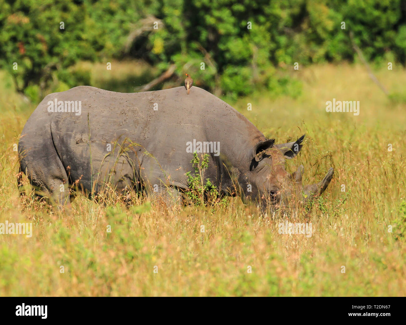 Rhinocéros noir ou à lèvres, (Diceros bicornis) broutant au parc national du lac Nakuru, Kenya, Afrique. Espèces en danger critique d'extinction vues en safari Banque D'Images