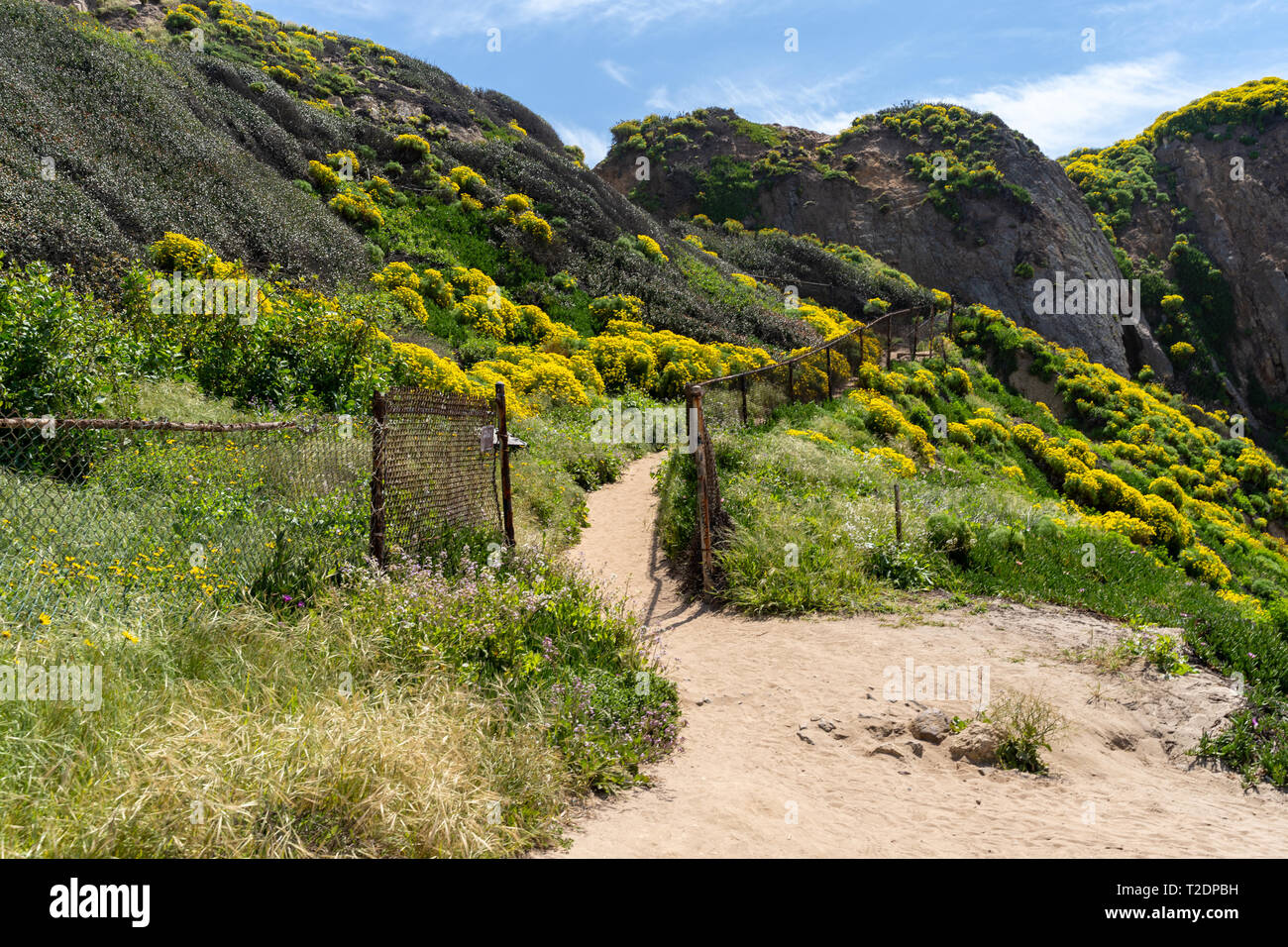 Sentier à Point Dume à Malibu en Californie mène à un bluff donnent sur. Coreopsis géant tout au long de fleurs sauvages le chemin de sable Banque D'Images