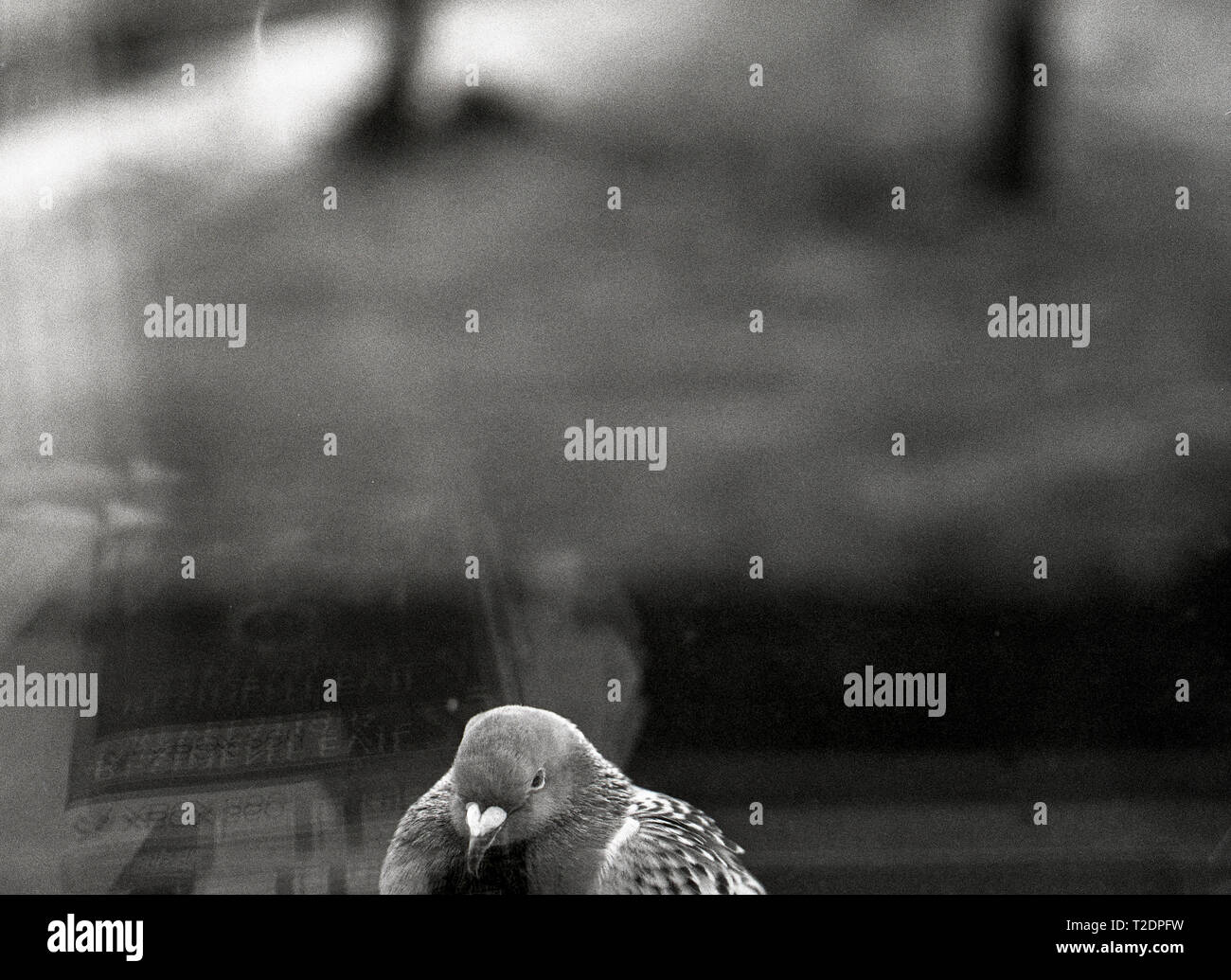 Pigeon de glasgow Banque de photographies et d’images à haute résolution Alamy