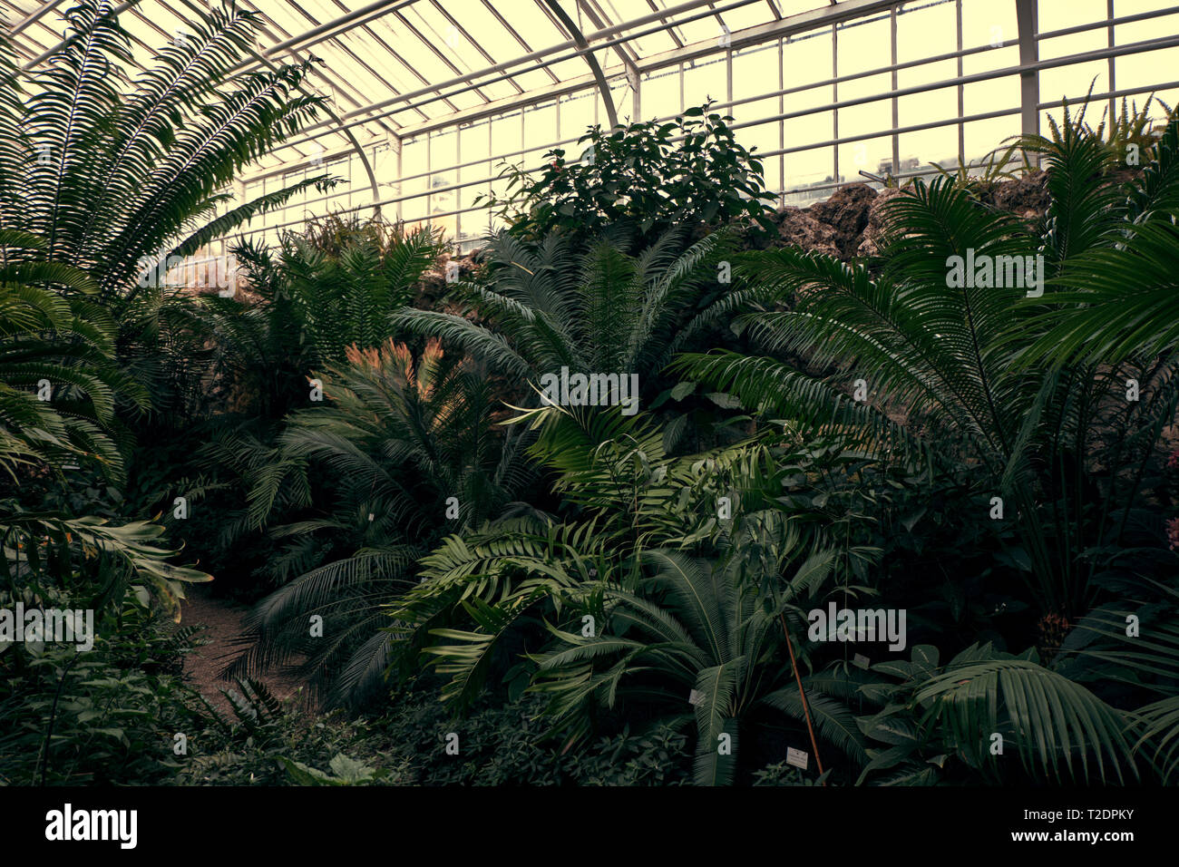 Chemin vert tropical avec des plantes tropicales, de palmiers et d'catuses au célèbre jardin botanique de Munich. Banque D'Images