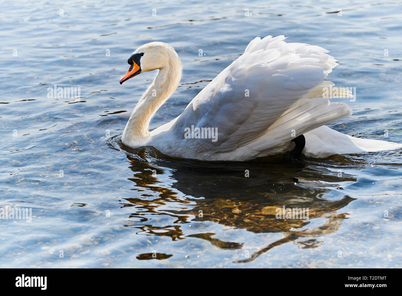 Photo couleur d'un blanc cygne muet est la natation dans le Rhin en Allemagne Banque D'Images