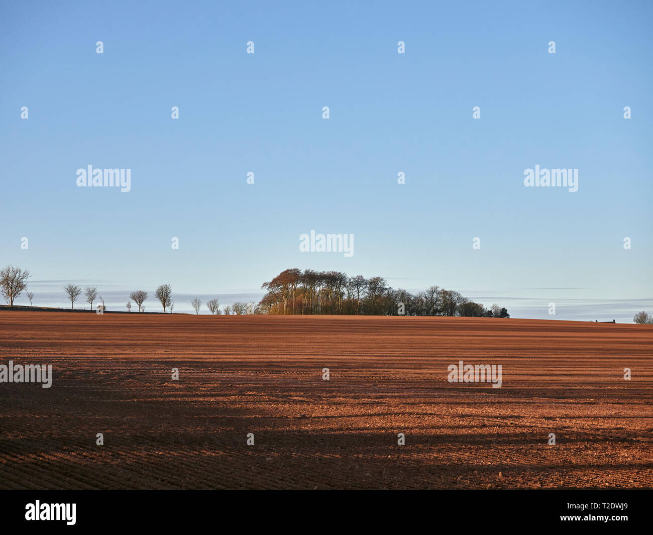 De longues ombres d'arbres sur un terrain en pente labouré récemment comme le soleil se lève tôt un matin de printemps. Arbroath, Ecosse. Banque D'Images