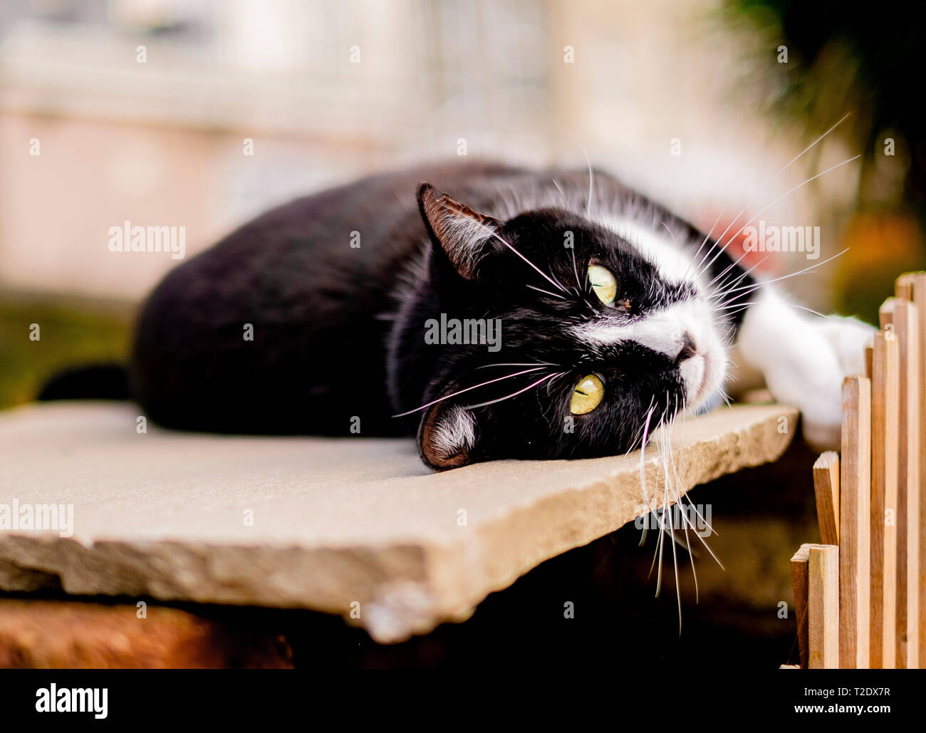 Un chat noir et blanc de vous détendre dans un jardin. Banque D'Images