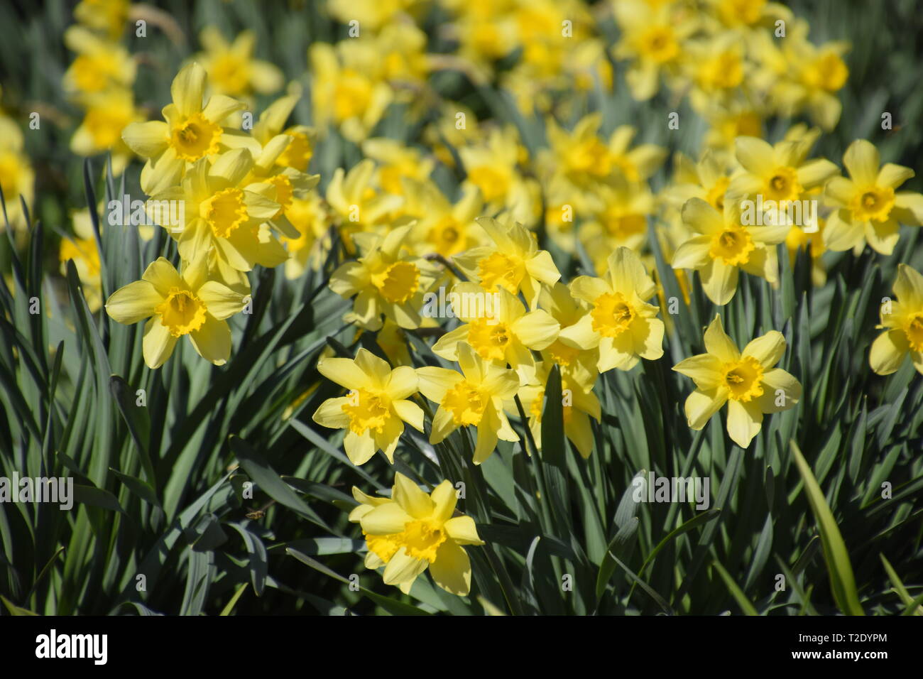 Narcisse les bourgeons sont complètement révélé. Les bourgeons en fleurs de jonquilles dans un lit de fleur. Banque D'Images