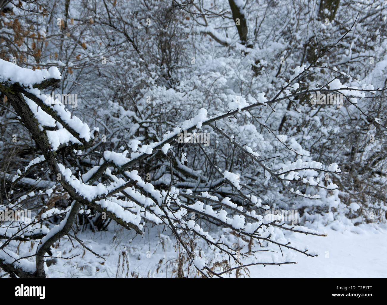 La neige fraîche s'accrochant à des branches d'arbre Banque D'Images