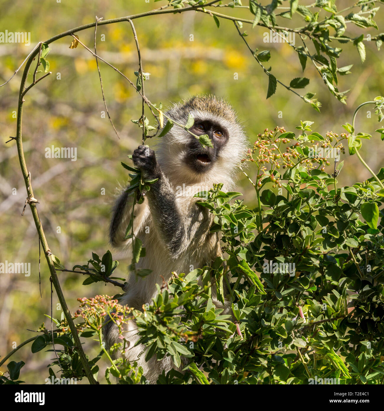 Un adulte seul un singe en sous-bois, l'alimentation et sur les rameaux,Lewa Wilderness,Lewa Conservancy, Kenya, Africa Banque D'Images