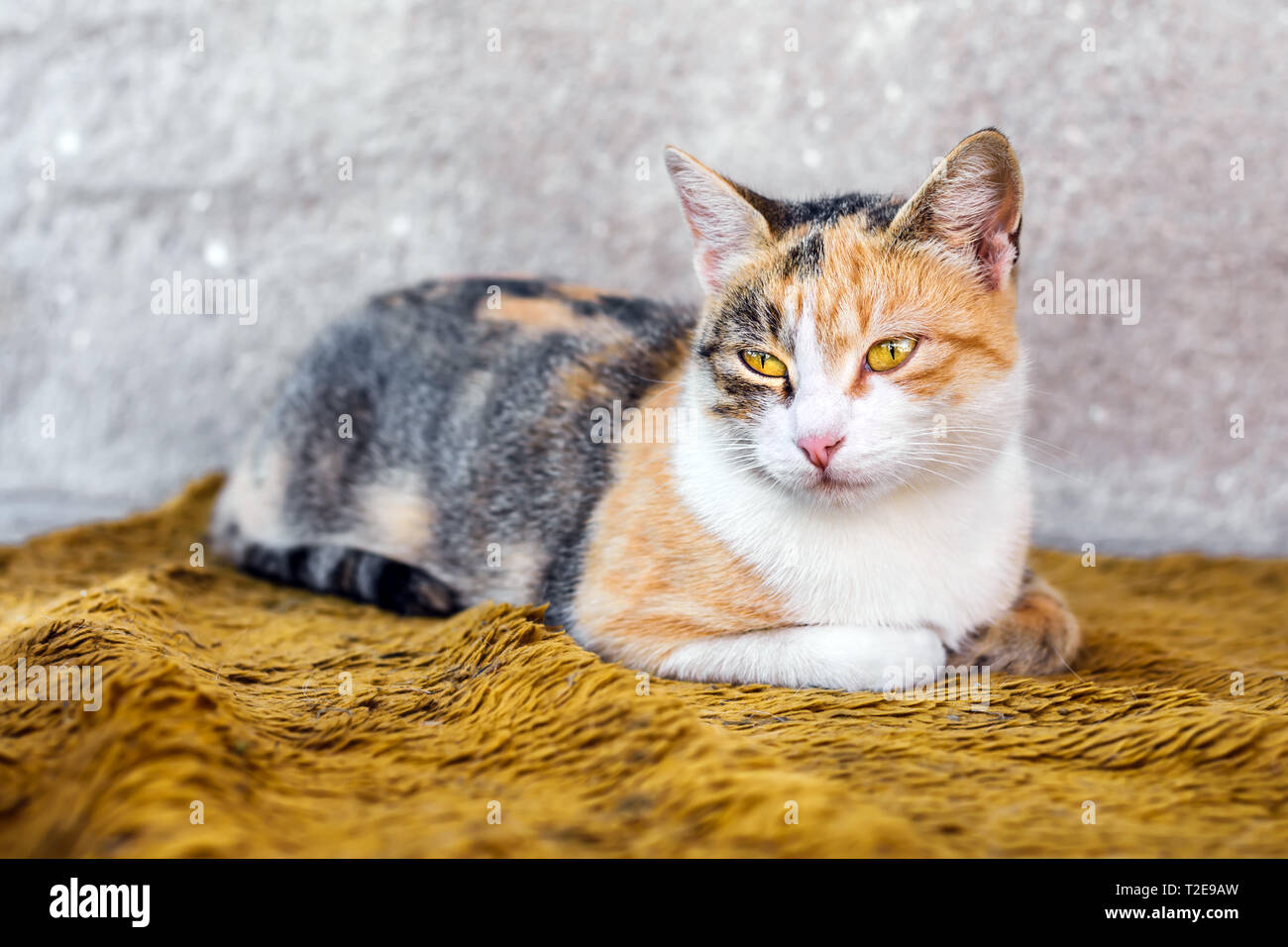 Le chat coloré se trouve sur une couverture orange à l'extérieur. Banque D'Images