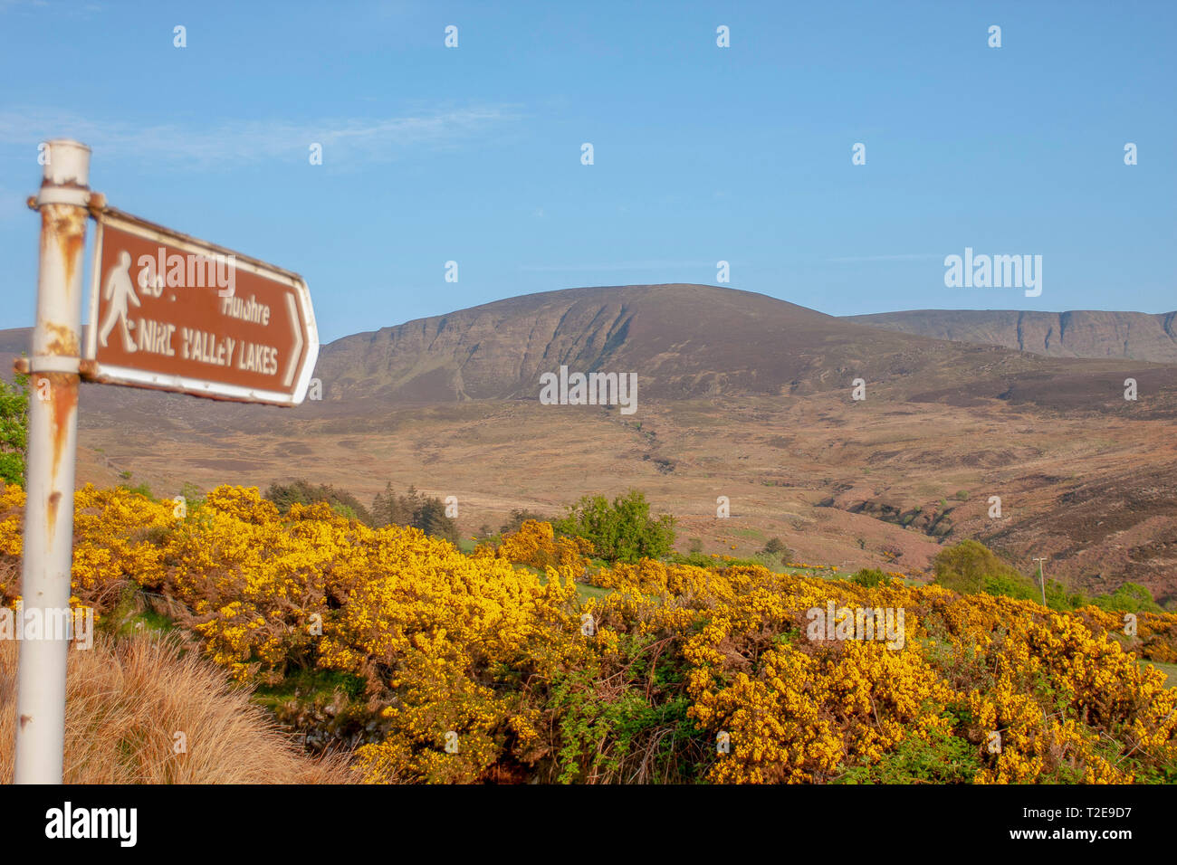 Gorse jaune sur une journée ensoleillée avec ciel bleu à la fin du printemps fond un panneau pour les lacs de la vallée de la Nire dans les montagnes de Comeragh, Comté de Waterford, Munster, Irlande. Banque D'Images