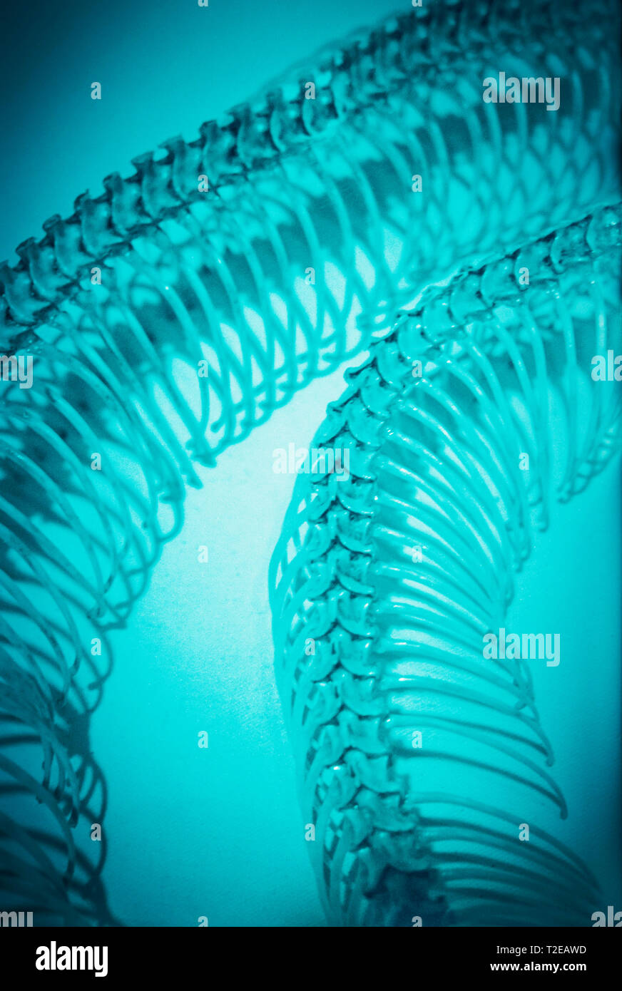 Squelette de serpent Banque D'Images