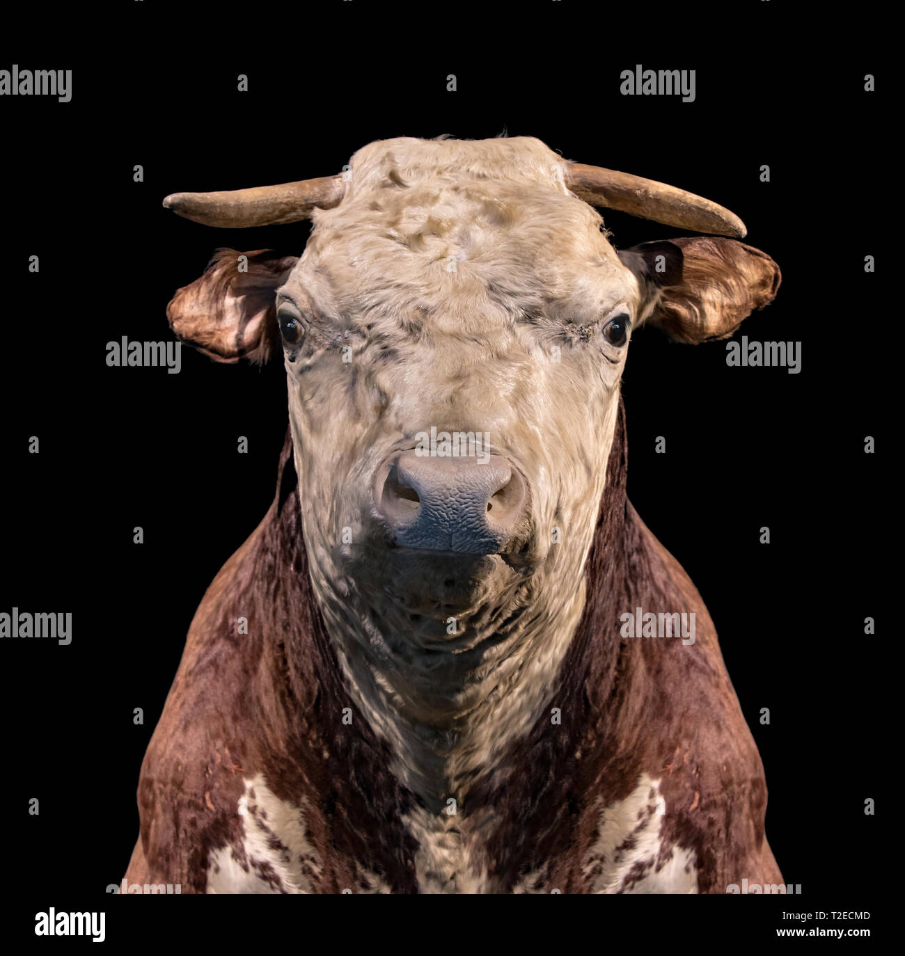 Portrait d'une vache sur fond noir. Chef de la vache en peluche modèle. Banque D'Images