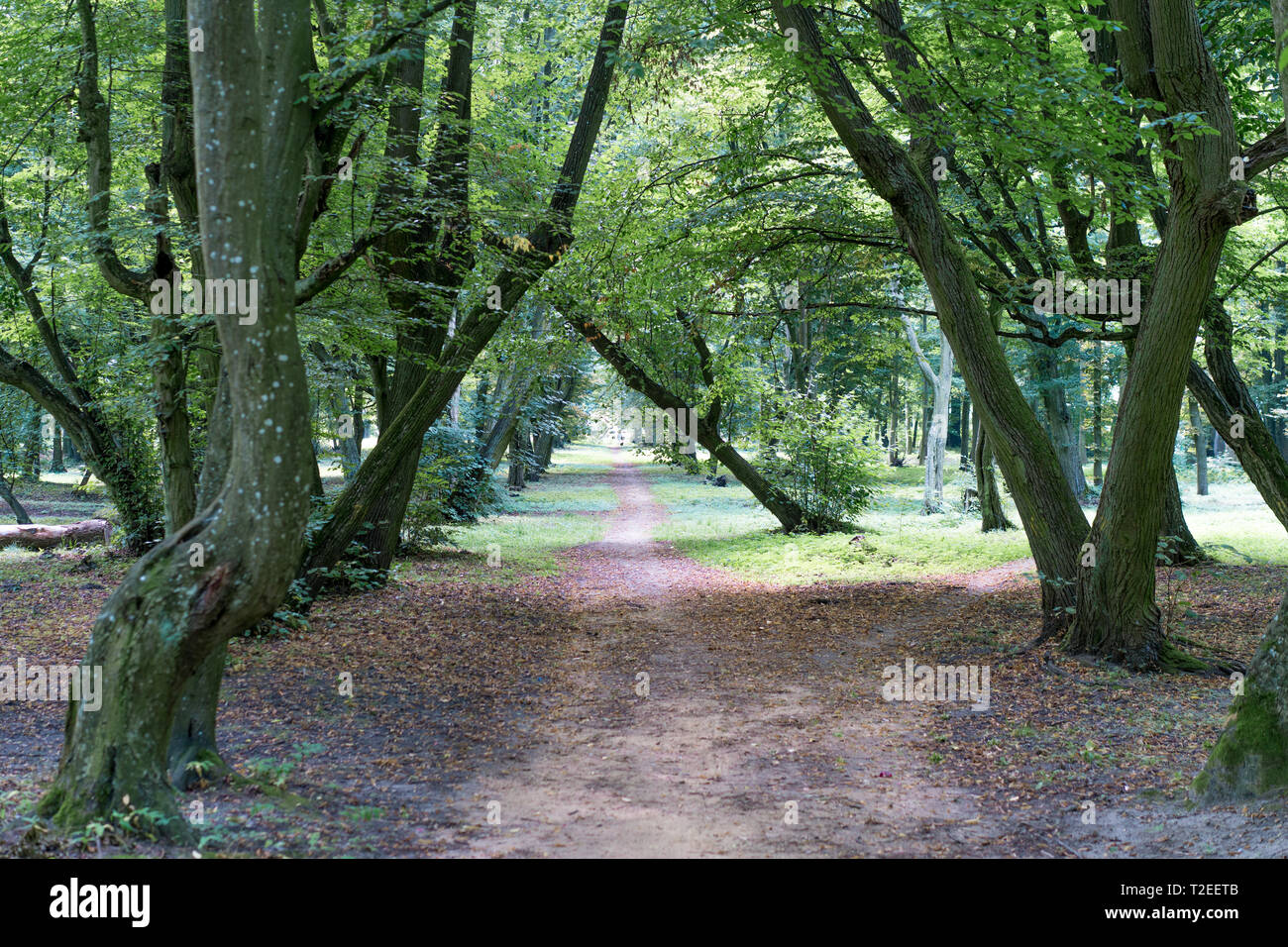 Chemin dans le vieux Nice park Banque D'Images