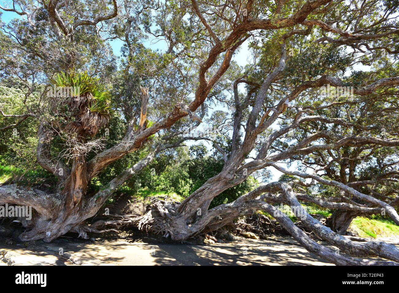 Nouvelle-zélande natale avec arbres Pohutukawa tree tops relevant à la masse sur le littoral de la mer de sable. Banque D'Images