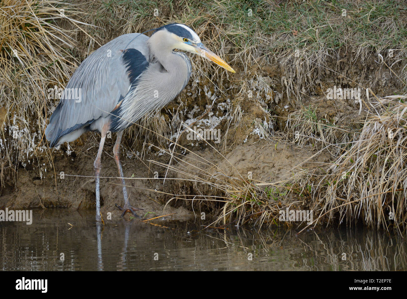 Grand héron Ardea herodias ou debout à bord du lac à la recherche de signes d'eau en dessous du poisson Banque D'Images Grand héron Ardea herodias ou debout à bord du lac à la recherche de signes d'eau en dessous du poisson Banque D'Images