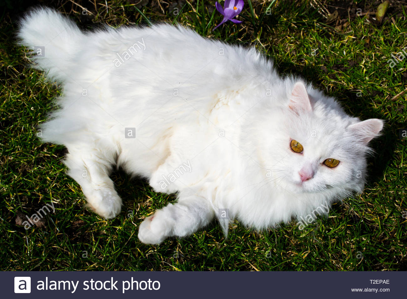 Un Beau Chat Blanc Aux Cheveux Longs Avec Des Fourrures Et