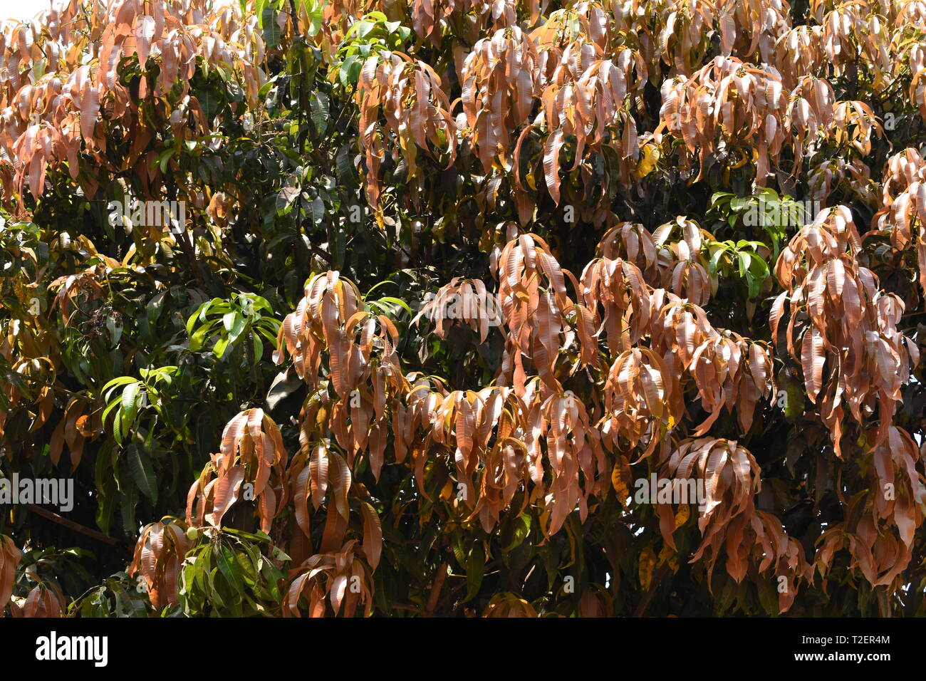 De nouvelles feuilles rouges sur le manguier. Banque D'Images