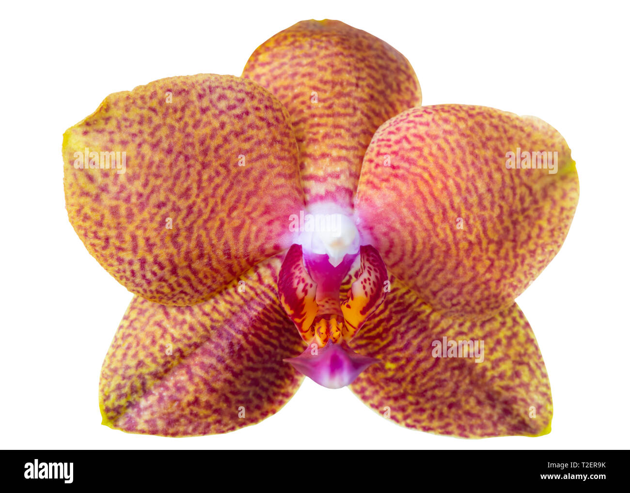 Chef de l'orchidée phalaenopsis orange tacheté, est isolé sur fond Banque D'Images
