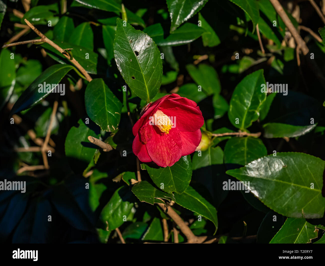 Une fleur de camélia japonais, japonais ou de rose, les fleurs d'hiver sur un grand buisson décoratif dans un espace vert. Banque D'Images