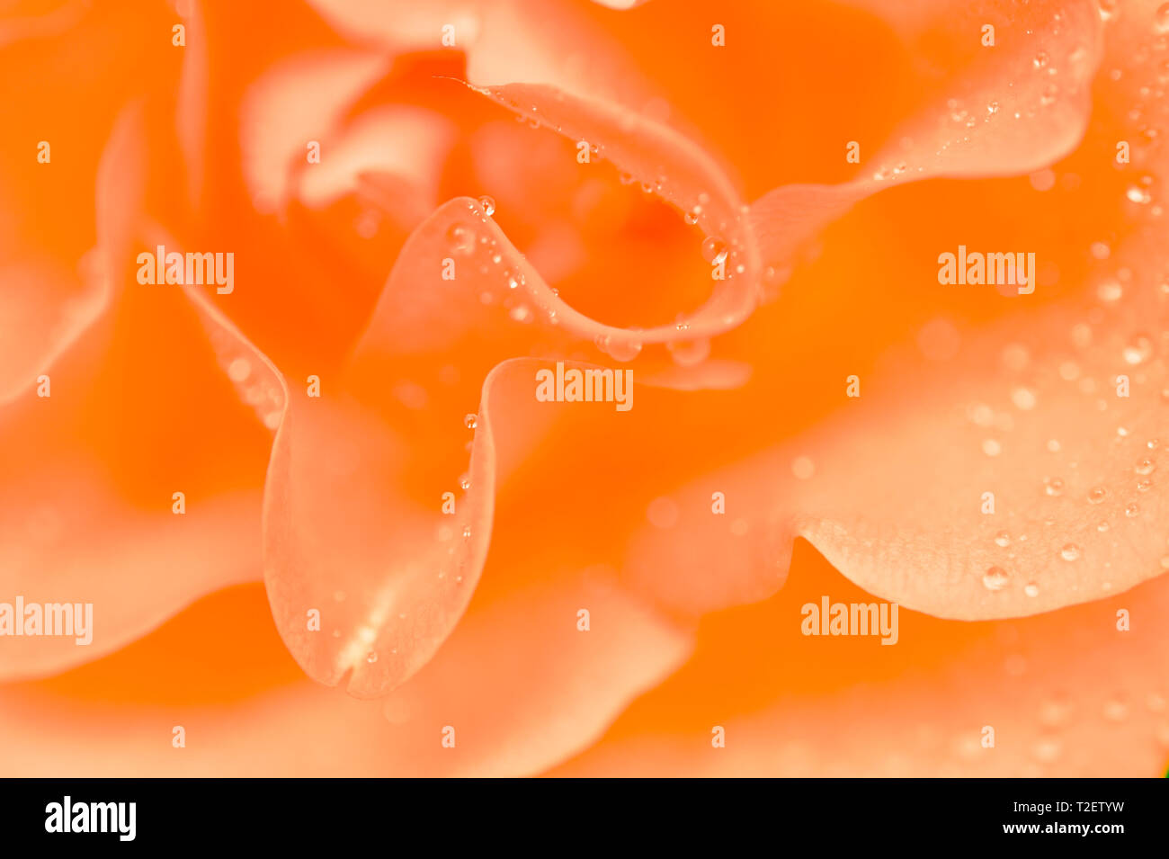 Détail d'une macro abstrait couleur saumon rose Banque D'Images