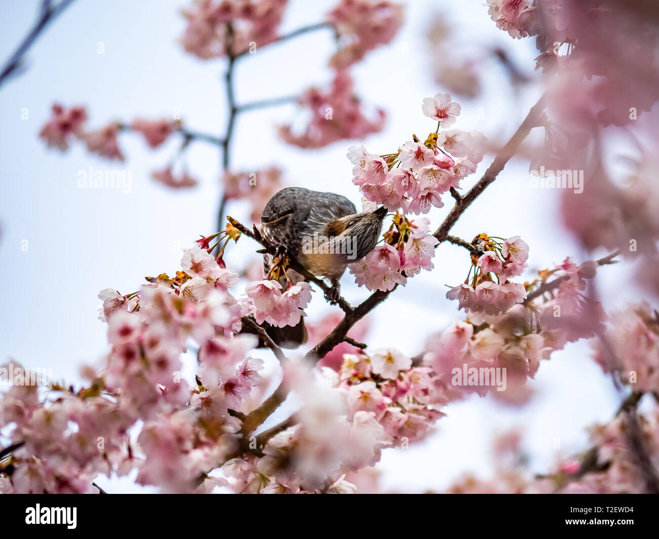 Un Japonais brown-eared bulbul songbird dans un arbre de sakura. Ces oiseaux communs sont indigènes au Japon et dans certains domaines sont considérés comme nuisibles car ils peuvent dam Banque D'Images
