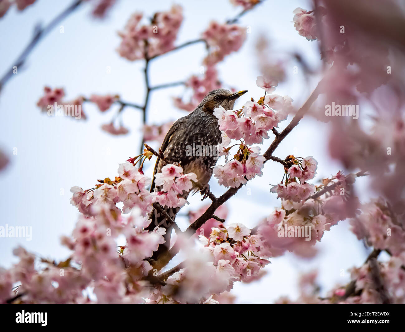 Un Japonais brown-eared bulbul songbird dans un arbre de sakura. Ces oiseaux communs sont indigènes au Japon et dans certains domaines sont considérés comme nuisibles car ils peuvent dam Banque D'Images