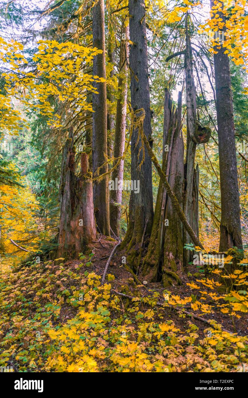 Avec des forêts de thuya géant (Thuja gigantea), Grove des Patriarches, Sentier Mount Rainier National Park, Washington, USA Banque D'Images