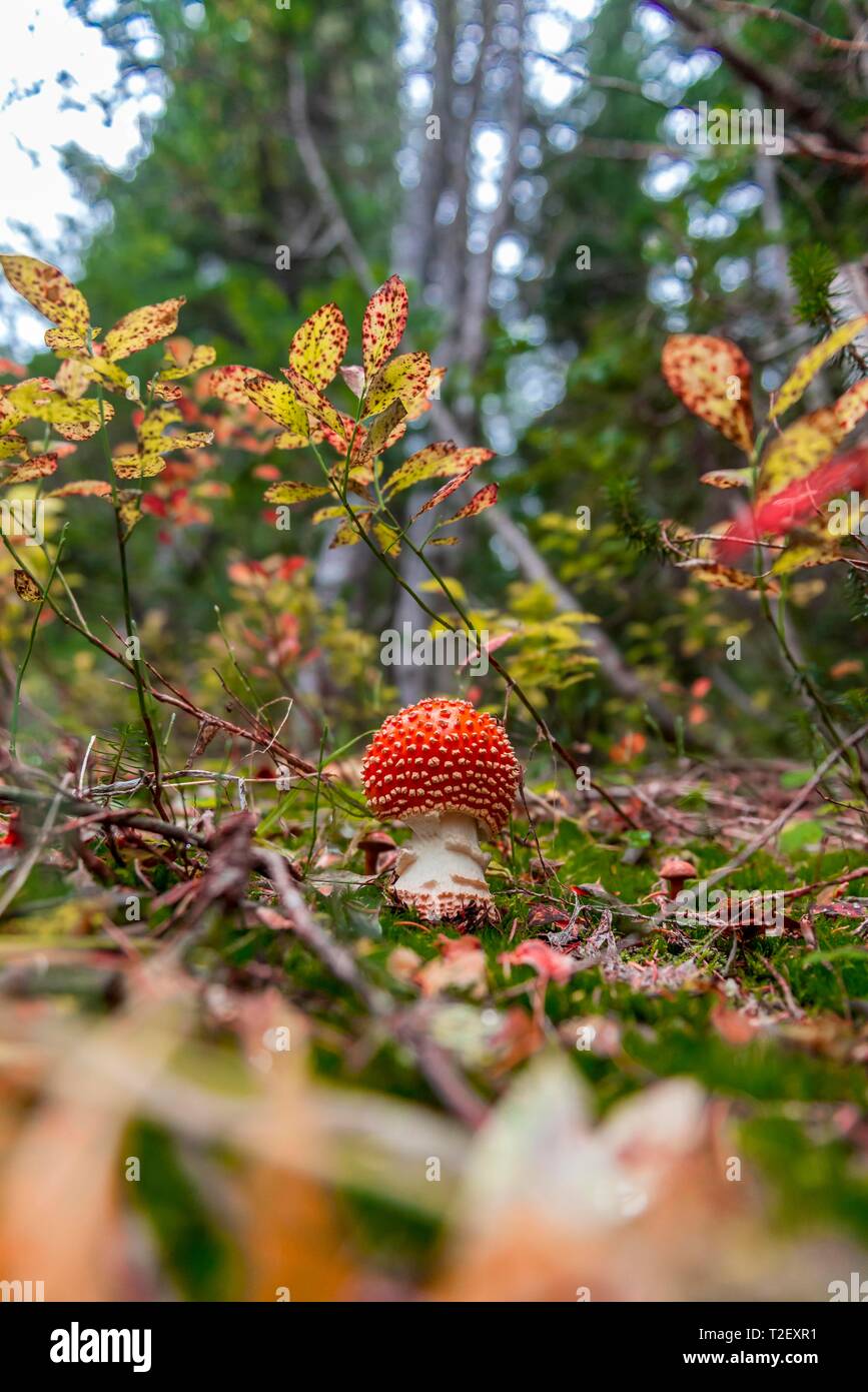 Agaric Fly rouge (Amanita muscaria) au sol de la forêt de feuillus, Mount Rainier National Park, Washington, USA Banque D'Images