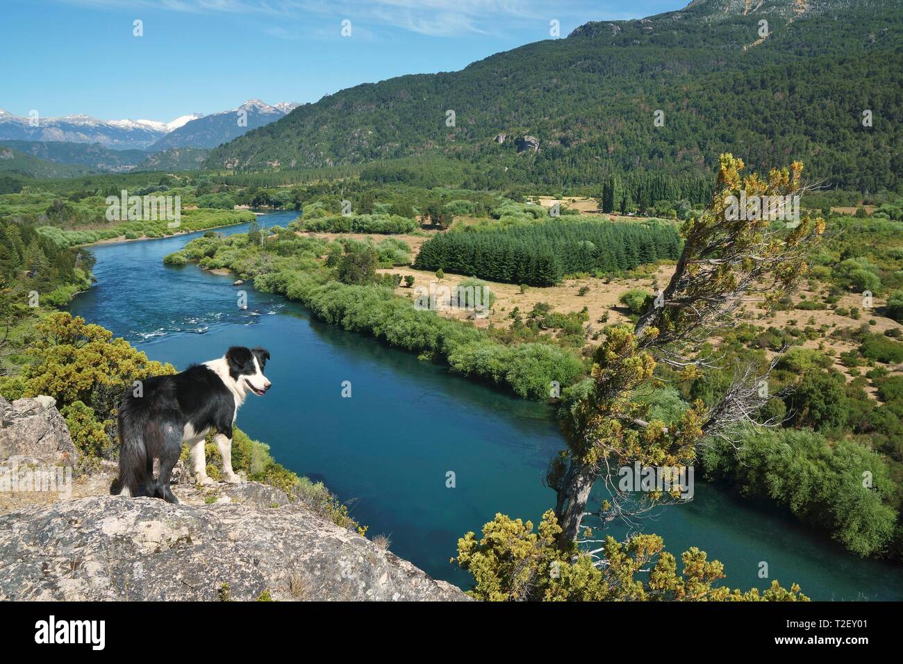 Border Collie sur un point de vue sur la vallée du Rio Futaleufu, région de los Lagos, en Patagonie, au Chili Banque D'Images