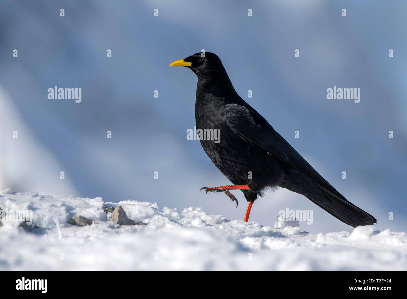 Alpine Chough Pyrrhocorax graculus) (promenades dans la neige, Autriche Banque D'Images