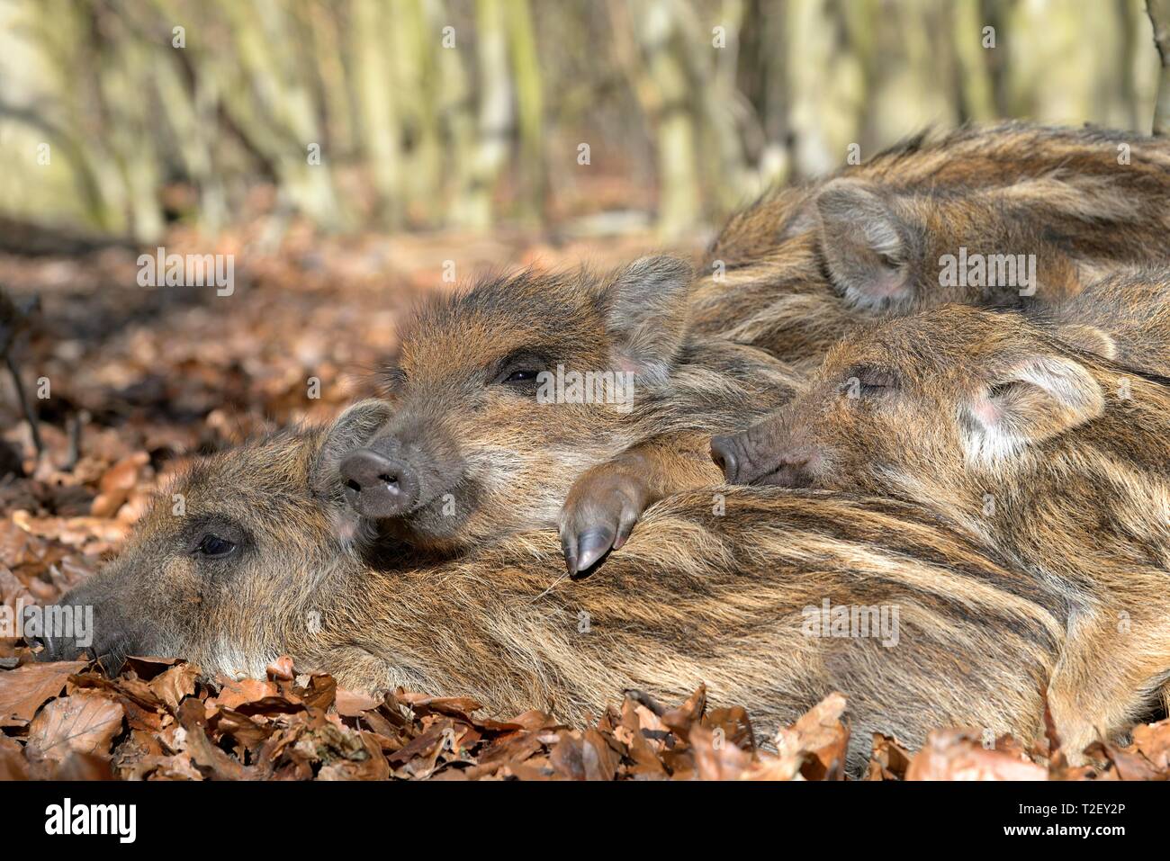 Le sanglier (Sus scrofa), shoats couché dans le soleil et réchauffement climatique les uns les autres, en Rhénanie du Nord-Westphalie, Allemagne Banque D'Images