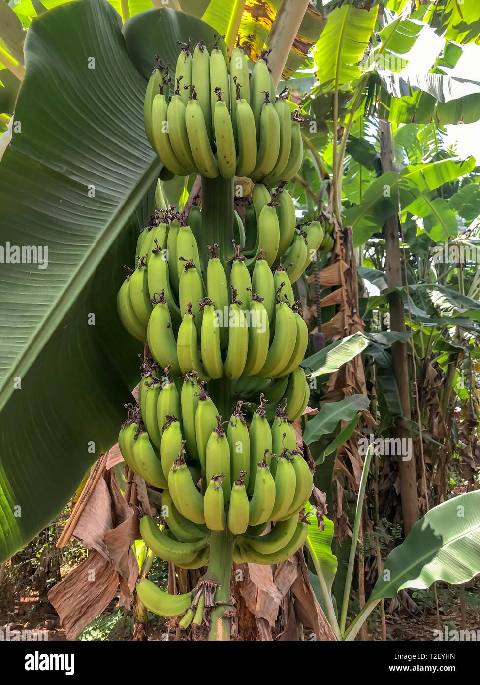 La banane (Musa), plante banane à plantation, Zanzibar, Tanzanie Banque D'Images