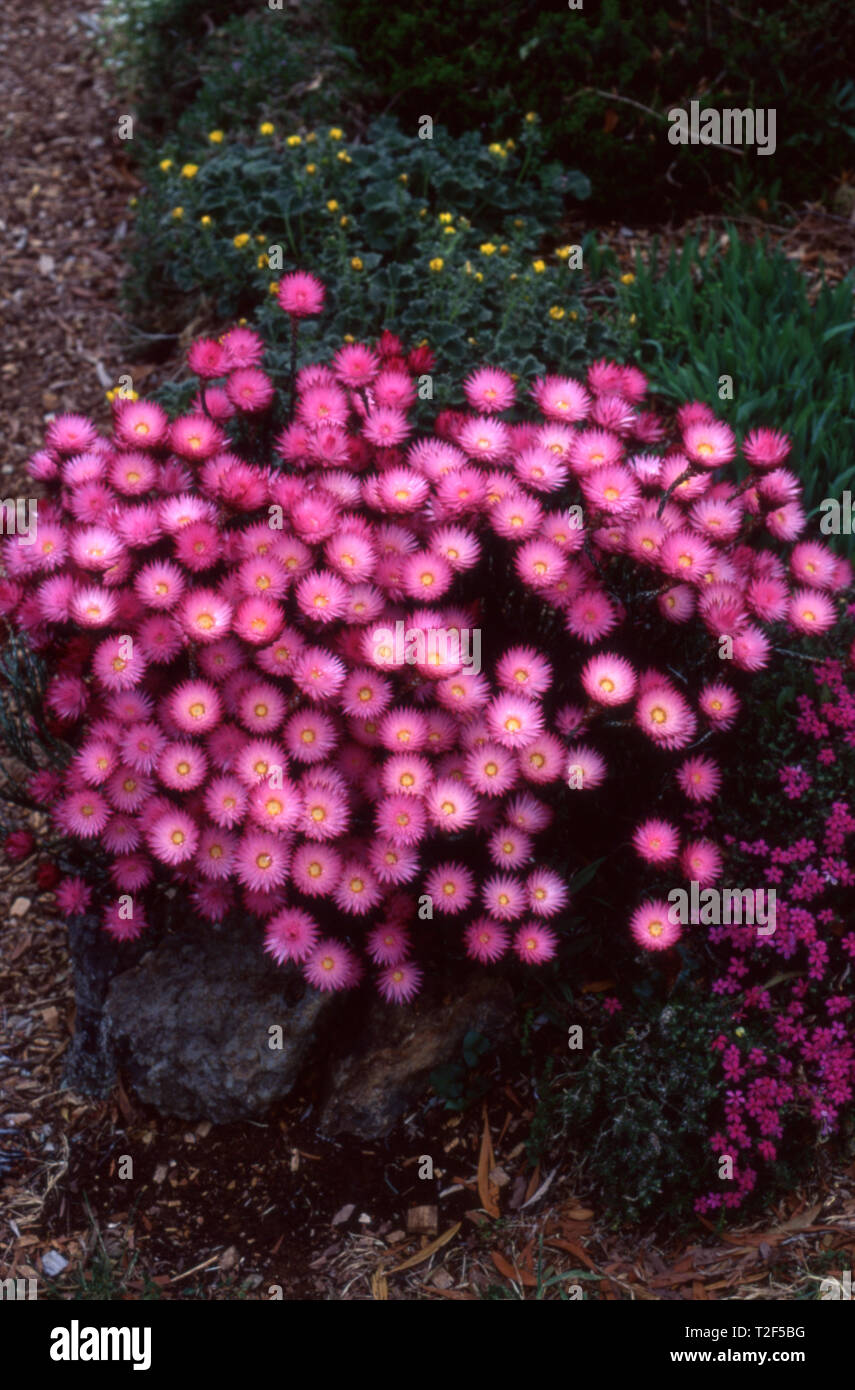 Éternelle ROSE FLEURS (HELICHRYSUM HUMILE) Banque D'Images