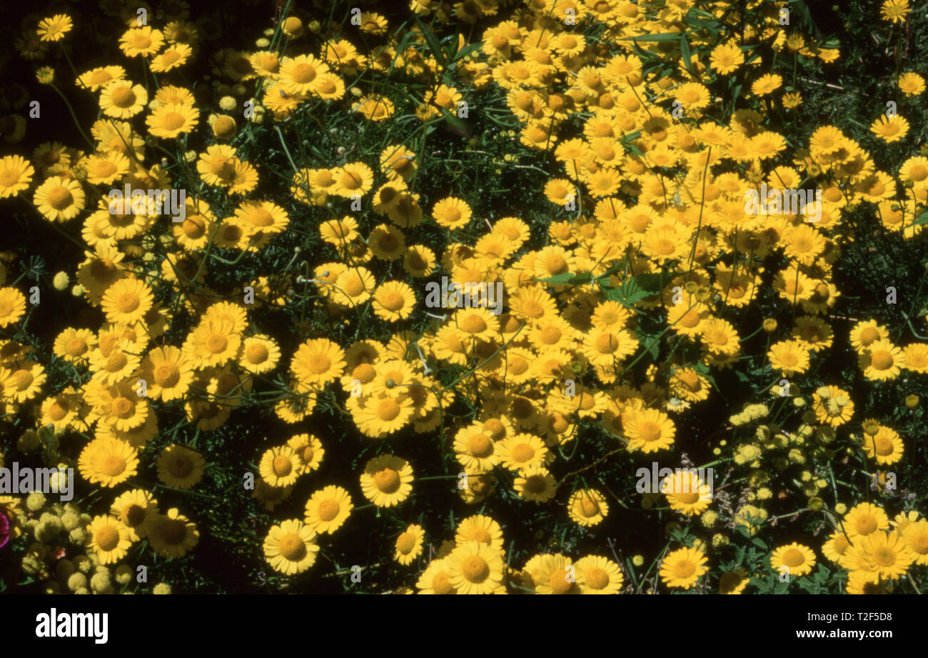 L'ACPT tinctoria, le golden marguerite jaune, camomille, ou oxeye camomille, est une espèce de plante vivace de la famille du tournesol Banque D'Images