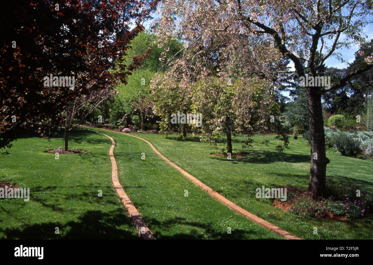 Scène de jardin avec pelouse avec bordure de chemin de brique. PRUNUS CERASIFERA. Droite : Prunus blireiana PRUNIER (floraison) de l'Australie. Banque D'Images