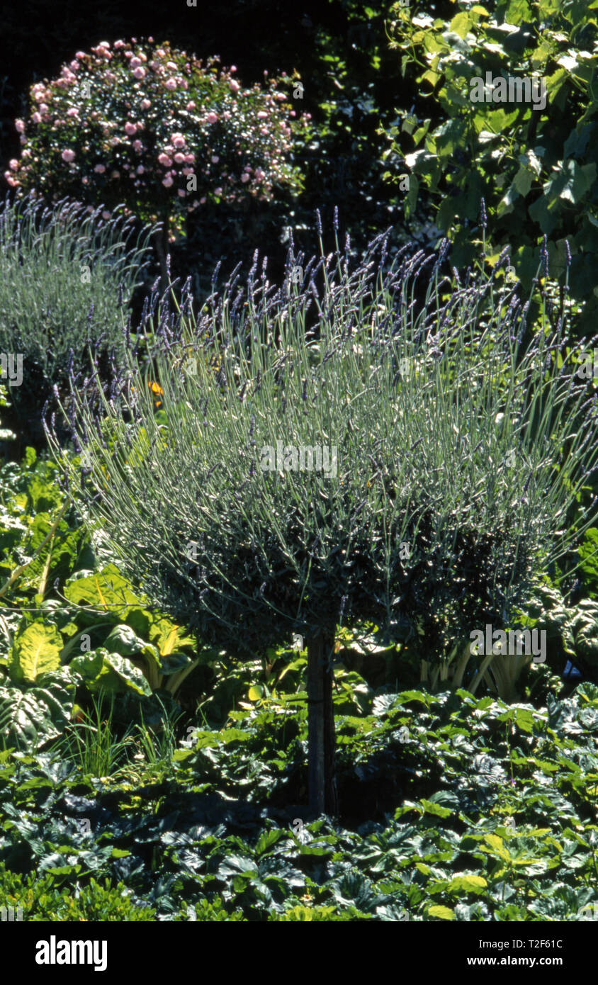 Potager de légumes variés ET DE PLUS EN PLUS STANDARD AVEC buissons de lavande (Lavandula) ET AUSSI LES ROSIERS. Banque D'Images