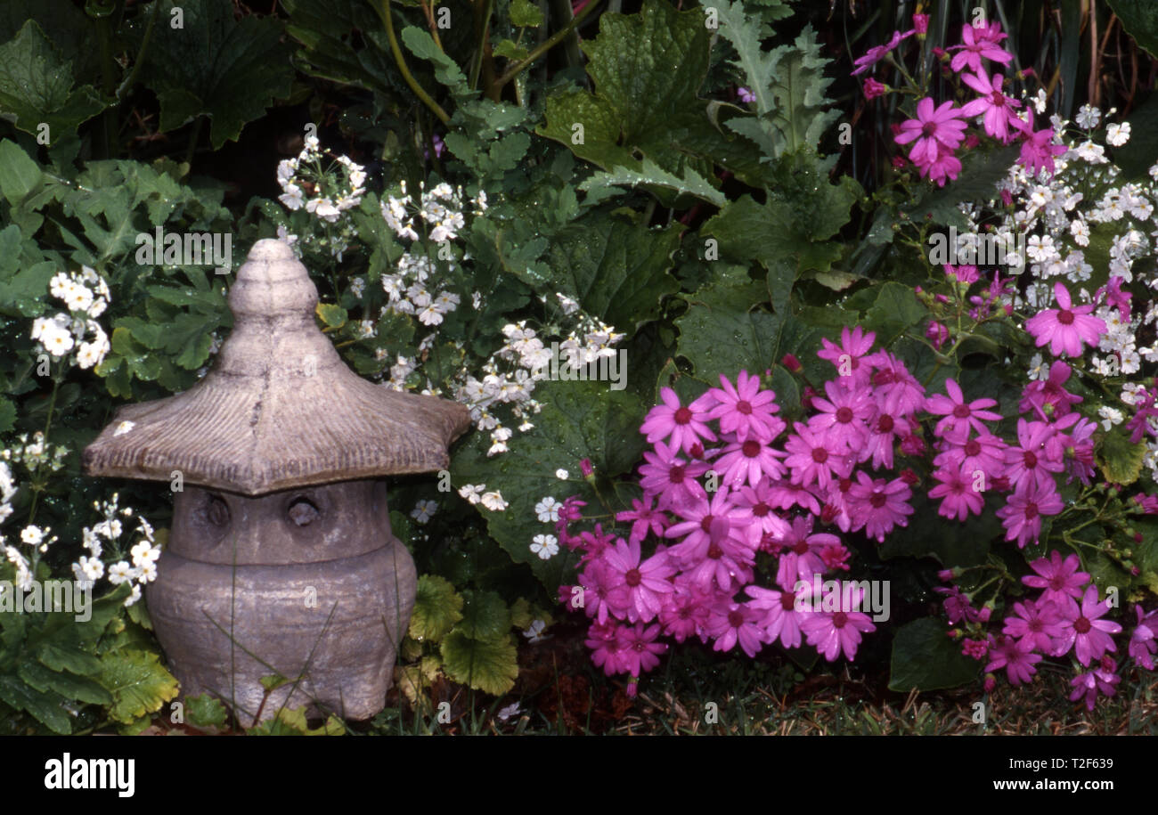 Petite pierre PAGODE JAPONAIS SITUÉ AU MILIEU DES FLEURS ET SENECIO PRIMULA Banque D'Images