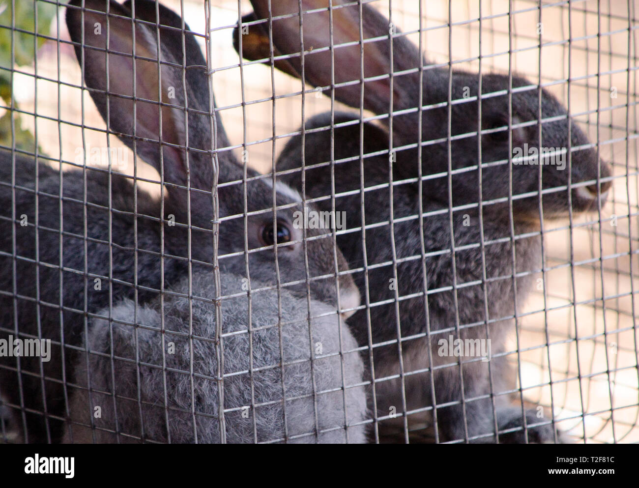 Lapins en cage dans le marché local pour la fête de Pâques Banque D'Images