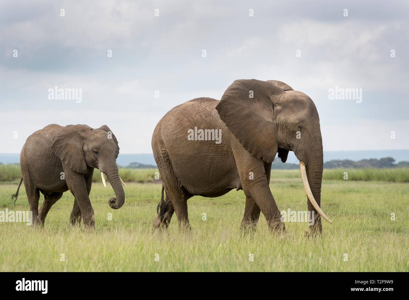 L'éléphant africain (Loxodonta africana) la mère et son veau marche sur la savane, le parc national Amboseli, au Kenya. Banque D'Images