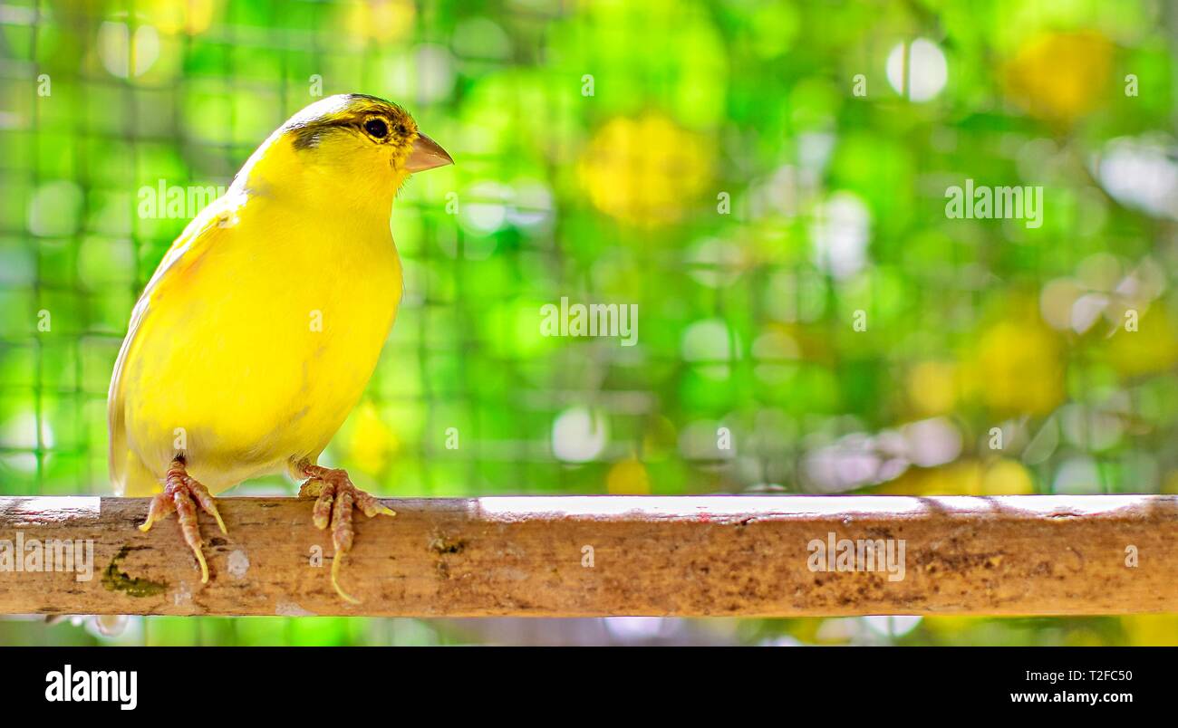 Le secteur de l'Atlantique bird (Serinus canaria), canaris, chef de l'île, les oiseaux animal perché sur un bâton en bois contre les citronniers dans une cage en Espagne, Banque D'Images