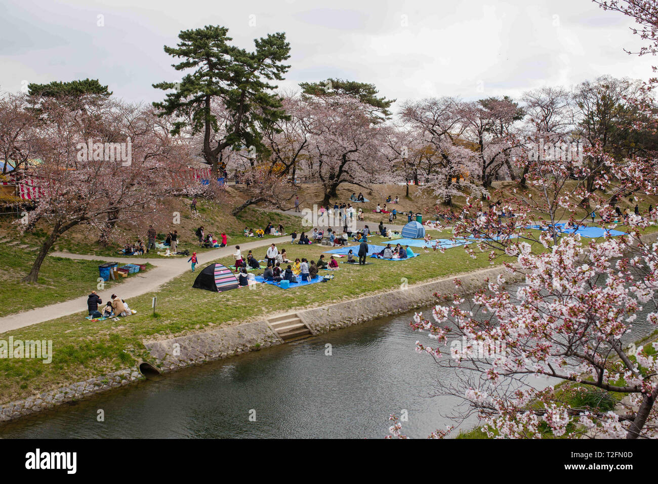 Okazaki, Aichi, Japon. 2ème apr 2019. Vu les personnes bénéficiant d'une vue des cerisiers en fleur pendant le festival.Le printemps arrive et 800 ''sakura'' des cerisiers se propager dans la zone autour de Château Okazaki montrant leurs couleurs avec fierté, ajoutant à l'air de fête de l'endroit, il y a aussi d'innombrables attractions et des aliments traditionnels cale, le ''Yatai'', l'alignement du bord du fleuve Oto Crédit : Takahiro Yoshida SOPA/Images/ZUMA/Alamy Fil Live News Banque D'Images