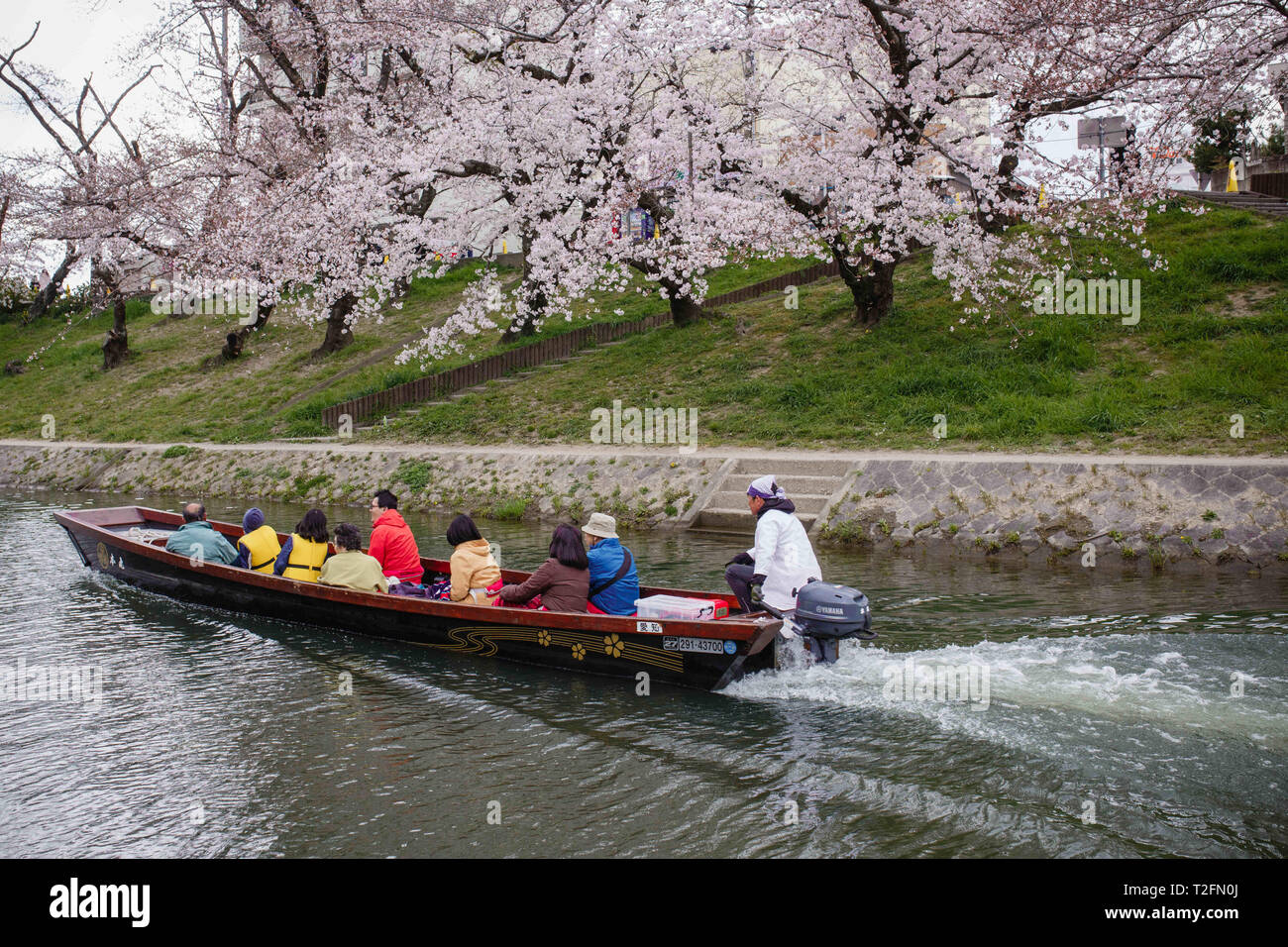 Okazaki, Aichi, Japon. 2ème apr 2019. Vu les personnes bénéficiant d'une vue à partir de la fleur de cerisier voile pendant le festival.Le printemps arrive et 800 ''sakura'' des cerisiers se propager dans la zone autour de Château Okazaki montrant leurs couleurs avec fierté, ajoutant à l'air de fête de l'endroit, il y a aussi d'innombrables attractions et des aliments traditionnels cale, le ''Yatai'', l'alignement du bord du fleuve Oto Crédit : Takahiro Yoshida SOPA/Images/ZUMA/Alamy Fil Live News Banque D'Images
